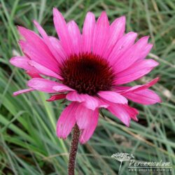 Echinacea purpurea