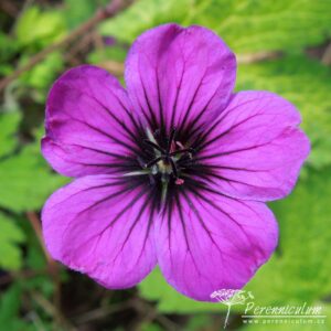 Geranium Ann Folkard
