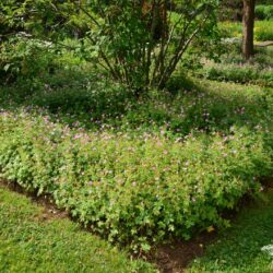 Geranium endressii