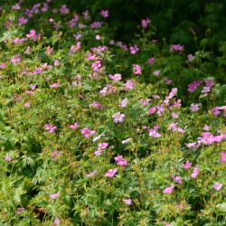 Geranium endressii