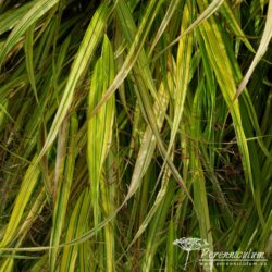 Hakonechloa macra