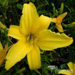 Hemerocallis