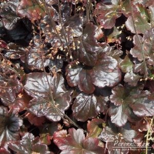 Heuchera Obsidian