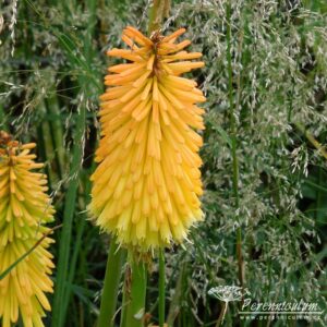 Kniphofia Bees Sunset