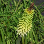 Kniphofia Ice Queen