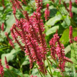 Persicaria amplexicaulis