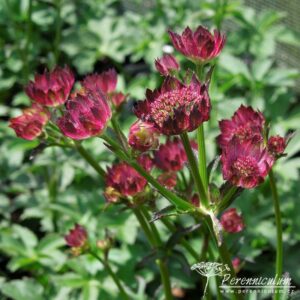 Astrantia major Moulin Rouge