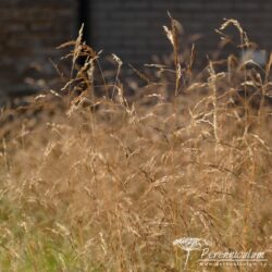 Deschampsia cespitosa