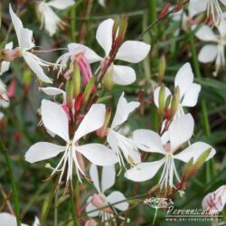 Gaura lindheimeri