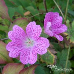 Geranium × oxonianum
