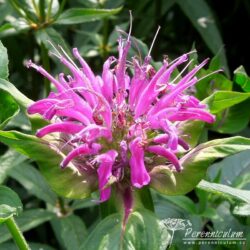 Monarda