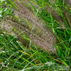 Pennisetum alopecuroides