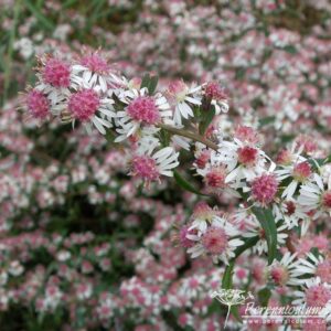 Symphiotrichum lateriflorus Lady in Black