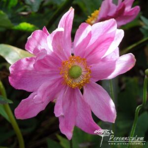 Anemone hupehensis var. japonica Prinz Heinrich