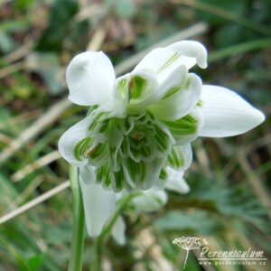 Galanthus nivalis Flore Pleno