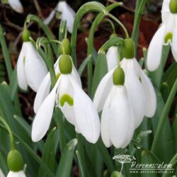 Galanthus nivalis