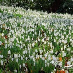 Galanthus nivalis