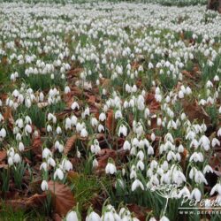 Galanthus nivalis