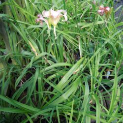 Hemerocallis Pink Damask