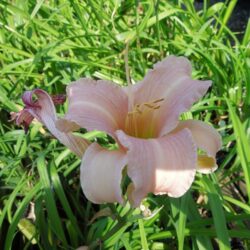 Hemerocallis Pink Damask