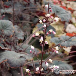 Heuchera Binoche