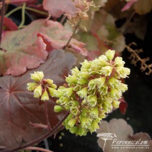 Heuchera Blondie