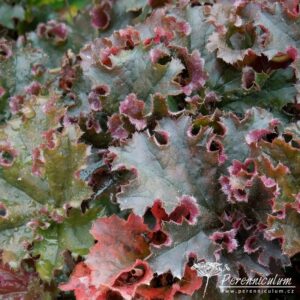 Heuchera Crimson Curls