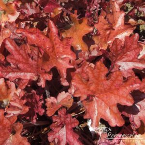 Heuchera Peach Flambe