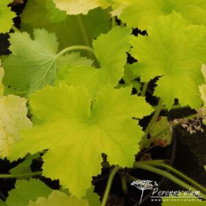 Heuchera Pistache