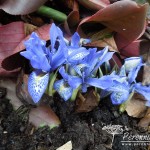 Iris histrioides Lady Beatrix Stanley
