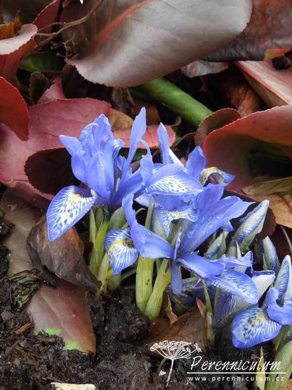 Portrait of a Lady: Iris histrioides 'Lady Beatrix Stanley' – The  Frustrated Gardener