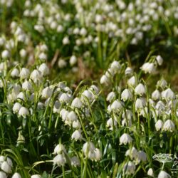 Leucojum vernum