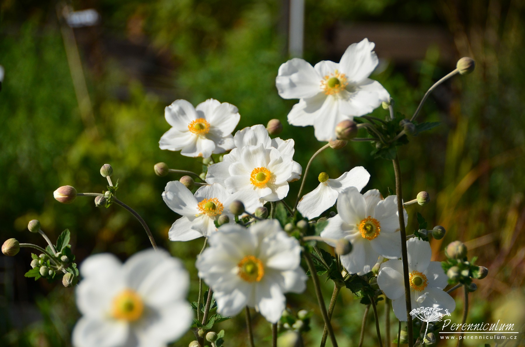 Anemone × hybrida 'Honorine Jobert' | Perenniculum