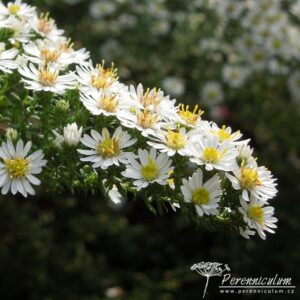 Aster ericoides Golden Spray