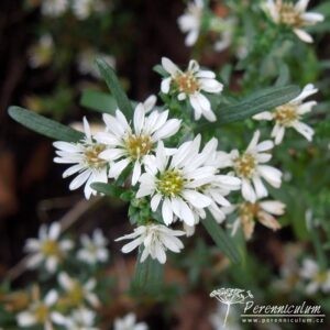 Aster ericoides f. prostratus Snow Flurry