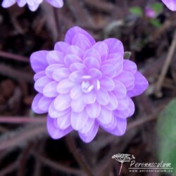 Hepatica nobilis var. japonica