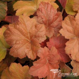 Heuchera Southern Comfort