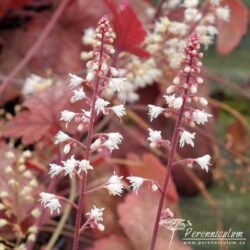 × Heucherella