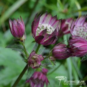 Astrantia major Abbey Road