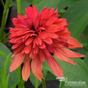 Echinacea Eccentric