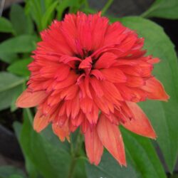 Echinacea Eccentric