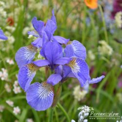 Iris sibirica