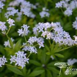 Galium odoratum