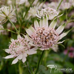 Astrantia major Pink Sensation