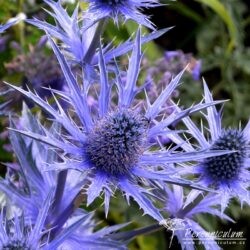 Eryngium × zabelii
