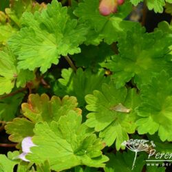 Geranium Joy