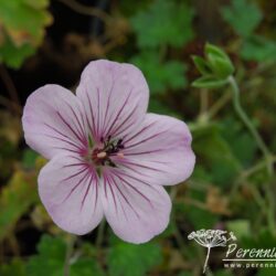 Geranium Joy