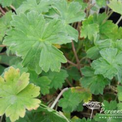 Geranium Joy