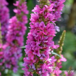Lythrum salicaria