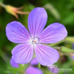 Geranium